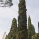 Cypress organic 5ml