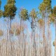 Eucalyptus Smithii organic 10ml