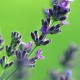 Lavender organic 20ml