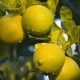 Lemon organic 10ml