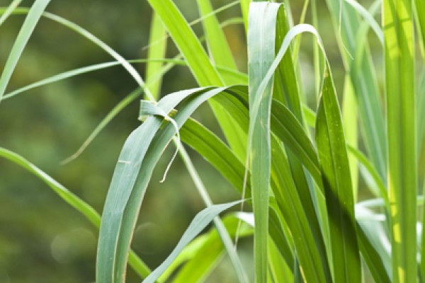 Lemongrass Essential Oil Organic