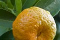 Mandarin Essential Oil Organic 5ml