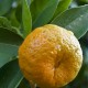 Mandarin organic 5ml