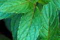 Peppermint Essential Oil Organic 10ml