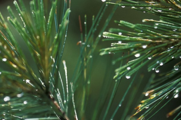 Pine Essential Oil Organic 5ml