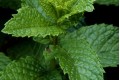 Spearmint Essential Oil Organic 5ml