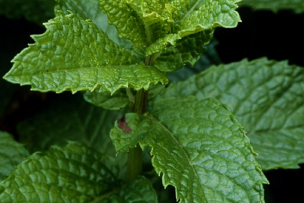 Spearmint Essential Oil Organic 5ml