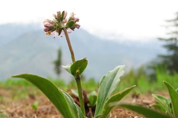 Spikenard Essential Oil 5ml