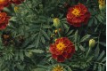 Tagetes Essential Oil 5ml