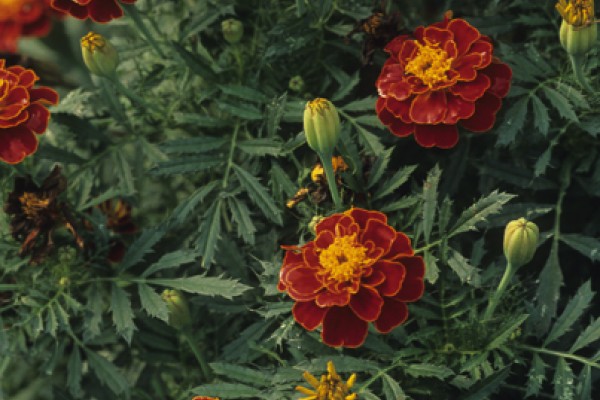 Tagetes Essential Oil 5ml