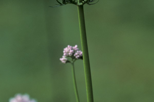 Valerian Essential Oil 5ml