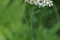 Yarrow Essential Oil 5ml