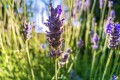 Lavender Spike Organic Essential Oil 10ml