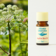 Angelica Root Essential Oil 5ml