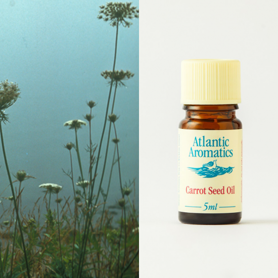 Carrot Seed Essential Oil 5ml