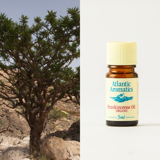 Frankincense Essential Oil Organic 5ml
