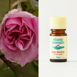 Rose Absolute in Coconut 5ml
