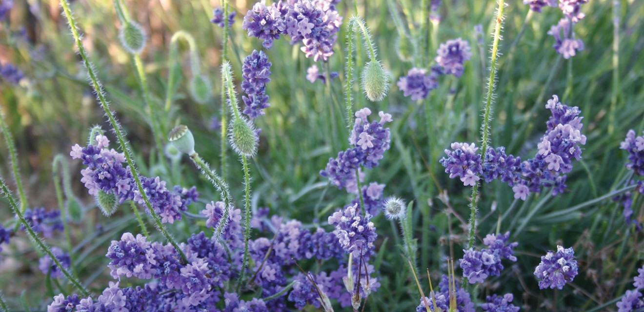 Organic Lavender Oils Ireland by Atlantic Aromatics