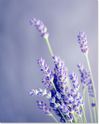 Fresh lavender oil Ireland
