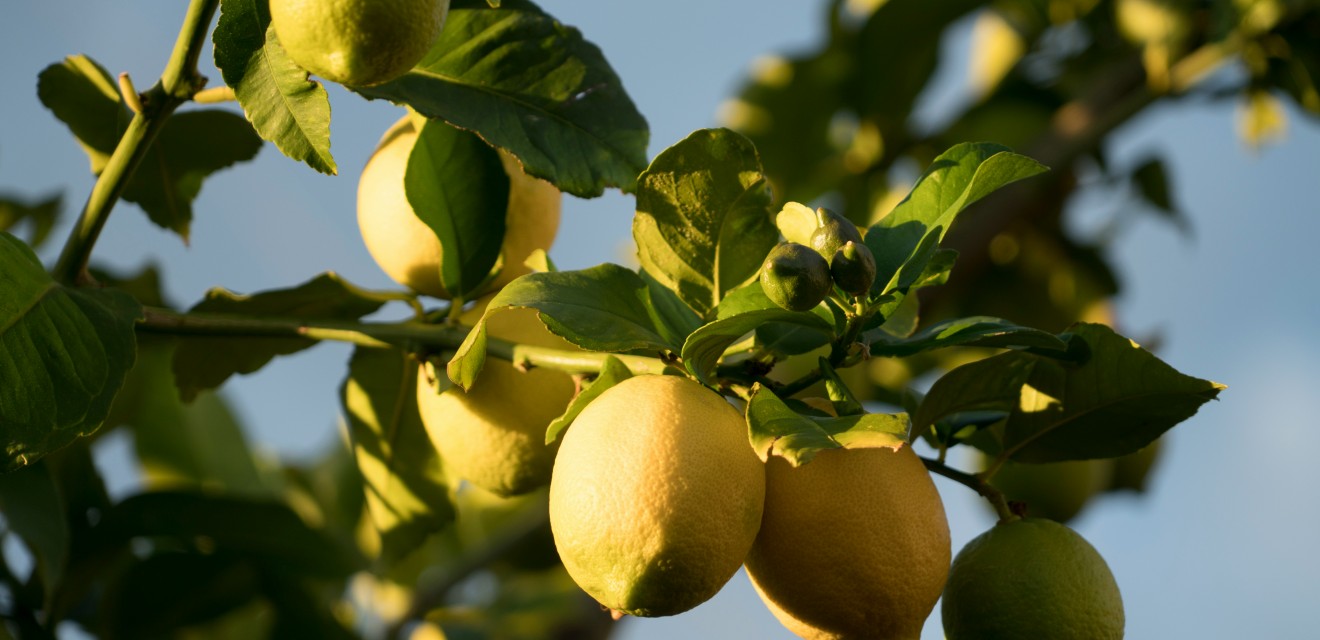 Organic Lemon Essential Oils Ireland by Atlantic Aromatics